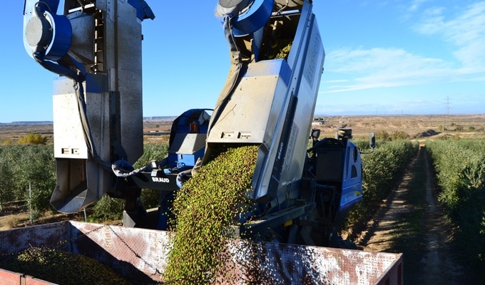Terminada la cosecha de la oliva arbequina
